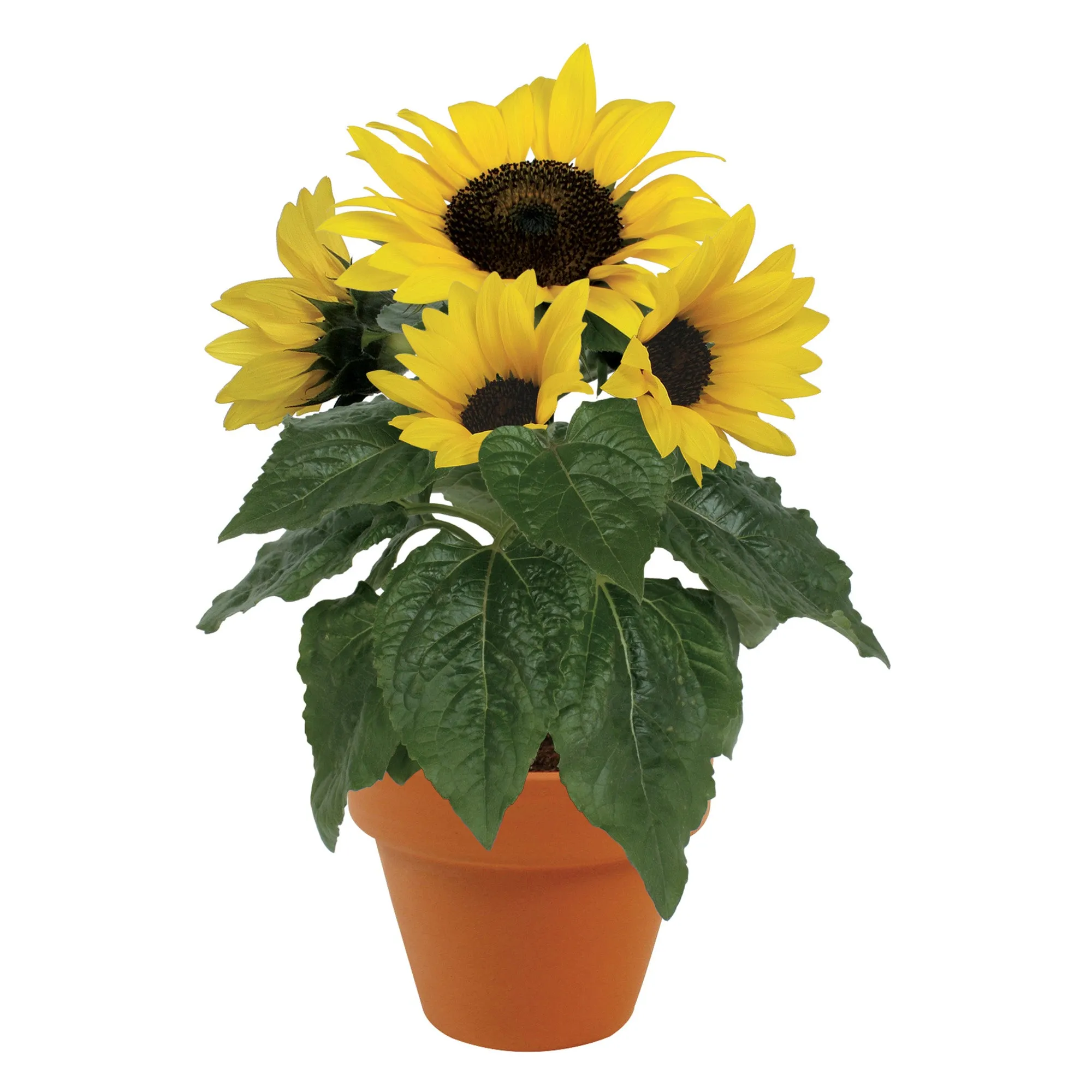 Complete Flower Grow Kits