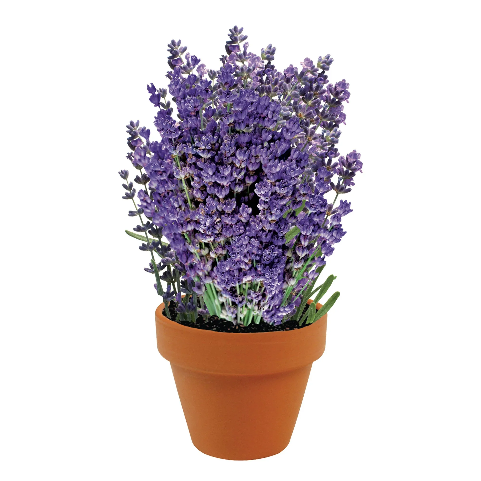 Complete Flower Grow Kits